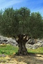 L'olivo o ulivo | Der Olivenbaum (Olea europaea)